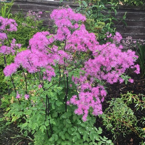 Thalictrum aquilegiifolium